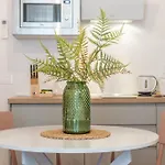 Alocasia Dream