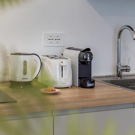 Alocasia Dream 锡耶纳